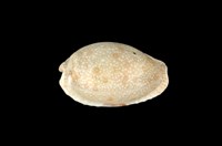 藏品(腰斑寶螺)的圖片